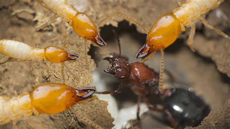Termites Vs Ants War Pest Phobia
