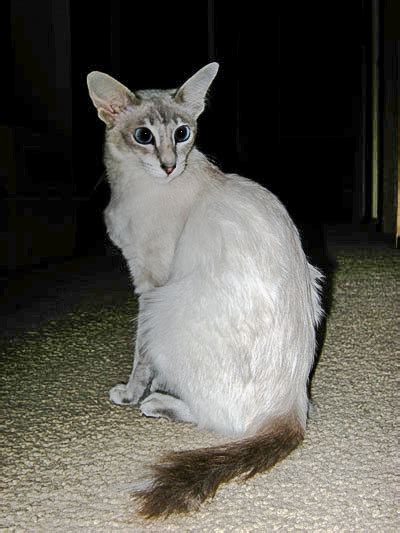 What Is A Javanese Cat