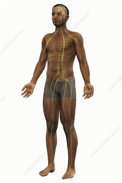 The Nerves Of The Body Artwork Stock Image C Science Photo Library