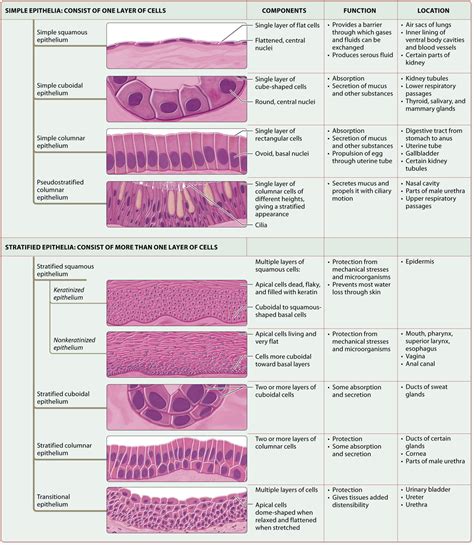 Module 42 Epithelial Tissues Medical Anatomy Basic Anatomy And