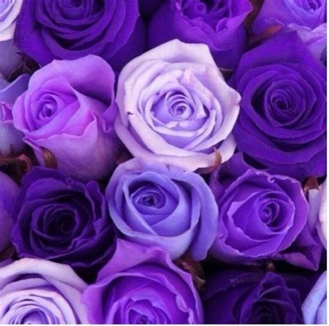 Purple Roses Purple Roses Purple Flowers Shades Of