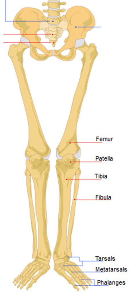 Popliteal fossa with all anatomical structures in medical imaging. Anatomy of the knee - part 1: passive structures