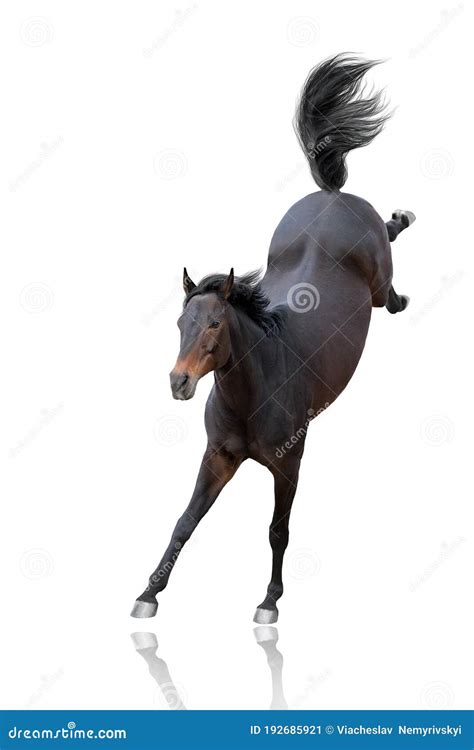 Horse Fun Isolated Stock Image Image Of Movement Beautiful 192685921