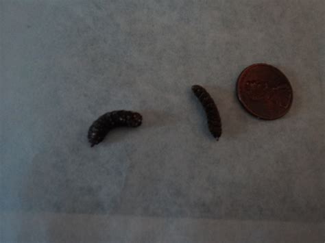 Black Maggot Like Worms In House Achieve A Good Memoir Diaporama