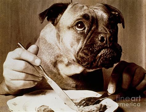 Conceptual Image Of A Dog With Human Hands Eating Photograph By Oscar