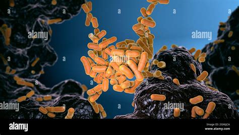 Bacteria Escherichia Coli Bowel Hi Res Stock Photography And Images Alamy