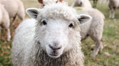 New Zealand Becomes First Wool Producing Country To Ban Sheep Mulesing