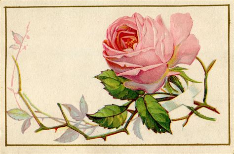 Vintage Image Old Pink Rose With Thorns The Graphics Fairy