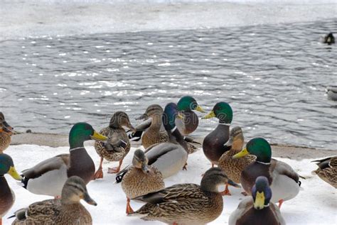 Ducks On Snow Stock Image Image Of Anas Animal Fowl 134803679
