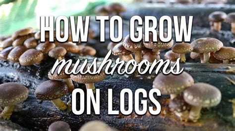 How To Grow Mushrooms On Logs Complete Inoculation Walkthrough Youtube
