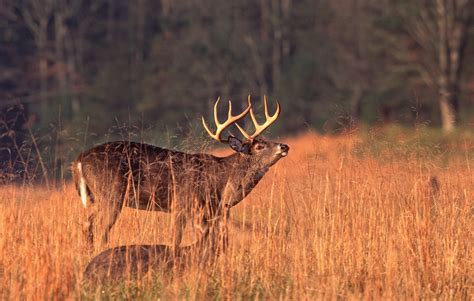 Understanding And Keying In On Lockdown Bucks During The Rut