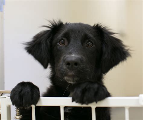 Have you lost or found a pet in jacksonville or north florida?. Adoption information - Adopt a pet from Panhandle Animal ...
