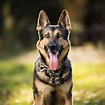 The 13 Best Guard Dogs — The Best Dog for Home Protection