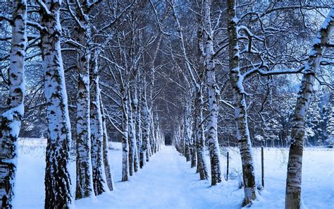 Tree Lined Winter Path