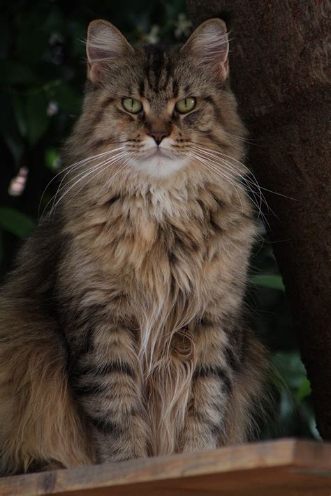 Filemaine Coon Tabby  Wikimedia Commons