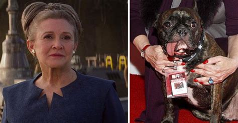 Carrie Fishers Hund Gary Fisher Med I ”star Wars The Last Jedi”