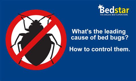 Whats The Leading Cause Of Bed Bugs And How To Control Them Bedstar