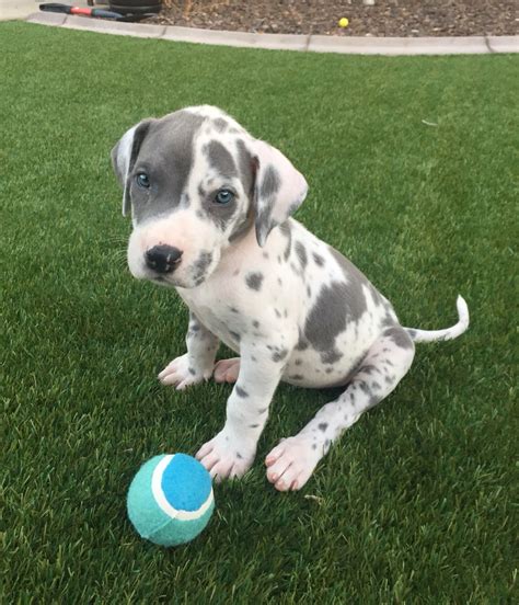 Cutest Great Dane Puppy Blue Harlequin 7weeks Dane Puppies Great