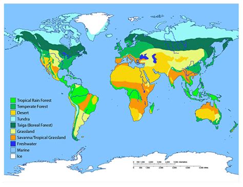 Map Of Biome Locations In The World Temperate Rain Forest