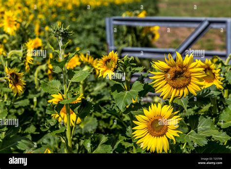 State flower kansas hi-res stock photography and images - Alamy