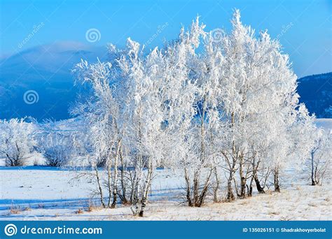 Birch Tree Covered By Hoarfrost On Blue Sky Background Stock Image