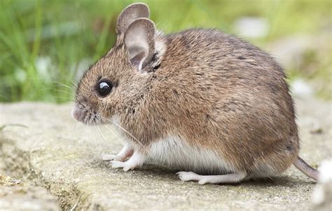 House And Deer Mice Pest Info Rambo Total Pest Control
