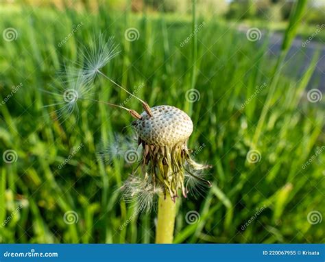 Macro Shot Of Two Lonely Seeds Left On Dandelion Lion S Tooth Flower