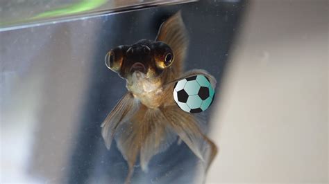 Fifis Fifa My Fish Is Playing Football Youtube