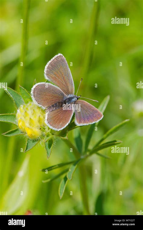 Male Small Blue Butterfly Cupido Minimus Britains Smallest Butterfly
