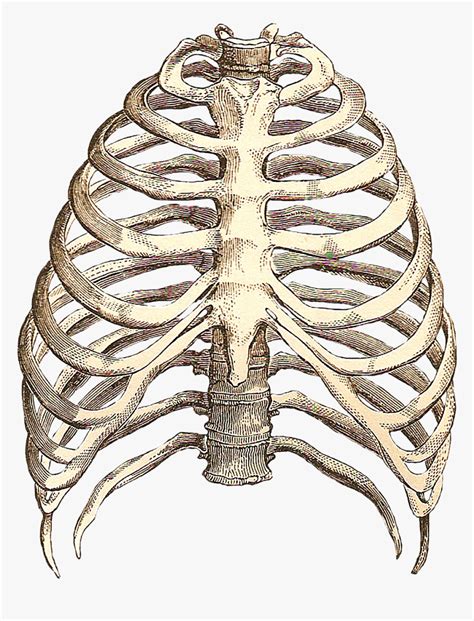 Rib Cage Anatomy Female 3 231 Sternum Stock Photos Pictures Royalty