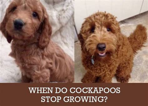 How Long Does It Take For A Cockapoo To Be Fully Grown