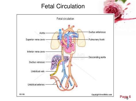 Fetal Circulation Dr Trynaadh