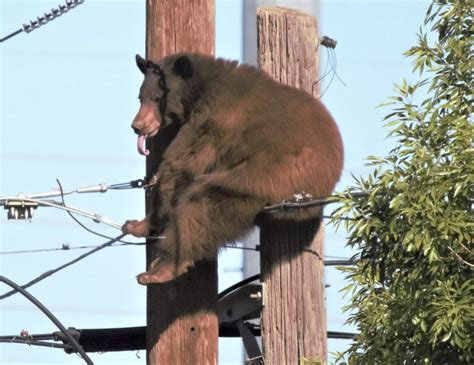 USA Bär klettert auf Strommast und riskiert Stromschlag