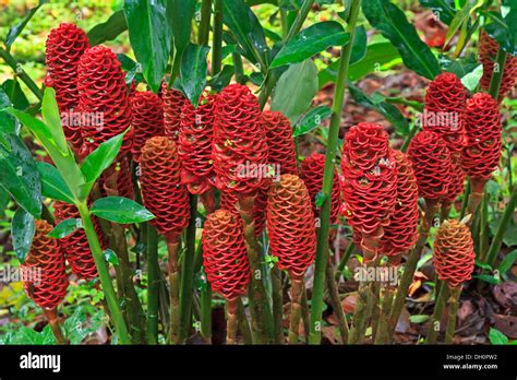 Red Pine Cone Ginger In The Gardens At Arenal Observatory Lodge Costa