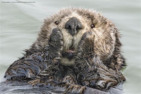 40 Funny Finalists From The 2019 Comedy Wildlife Photography Awards