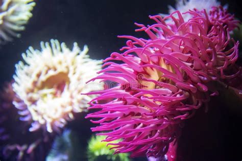 Coral And Sea Anemones At The Ripley S Aquarium In Toronto Ontario