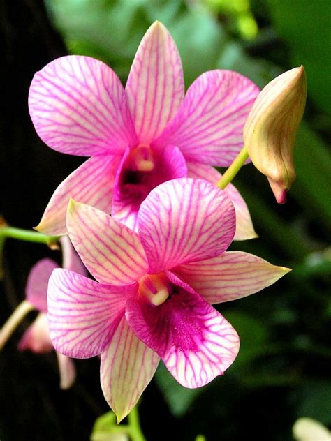 Pos tentang gambar flora dan fauna yang ditulis oleh fotogambar. Unduh 8200 Koleksi Gambar Flora Malaysia Terbaik - Pixabay Pro