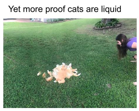 76 Meme Cats Are Liquid