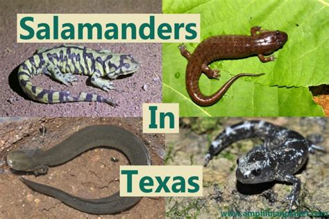 Pet Salamanders Types