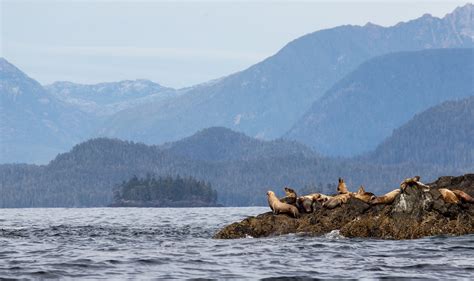 Whales Bears And Vancouver Island Holiday Canadian Affair