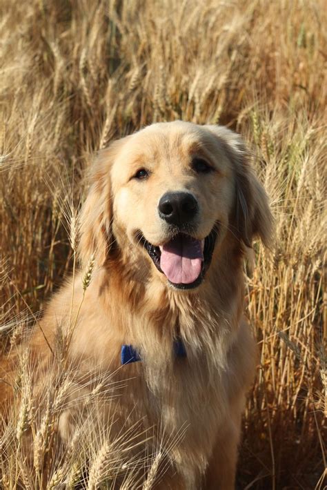 Pinterest Photo Golden Retriever Best Dog Breeds Retriever