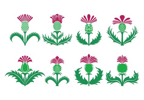 3867 Best Thistle Free Vector Art Downloads From The Vecteezy Community