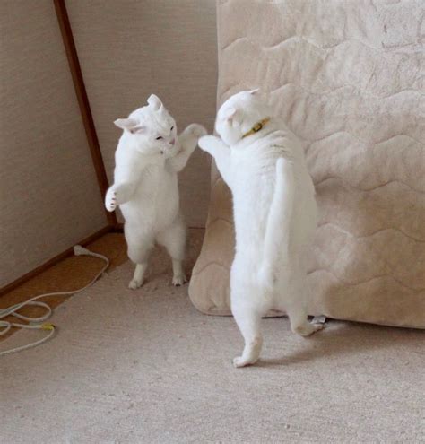 しんばぷー On Twitter Dancing Cat Cats White Cats