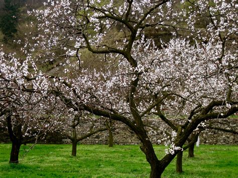 Marthas Vienna Apricot Trees Blooming In The Wachau Valley