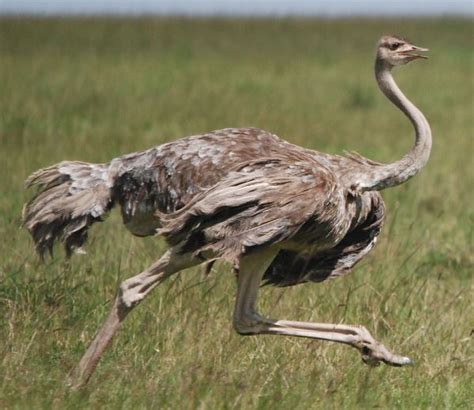 The Most Unique Animals In Africa Small Animal Planet