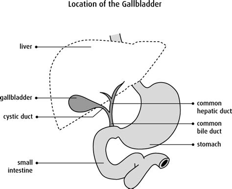 In humans, it is located in the right upper quadrant of the abdomen, below the diaphragm. Liver clipart gallbladder, Liver gallbladder Transparent FREE for download on WebStockReview 2021