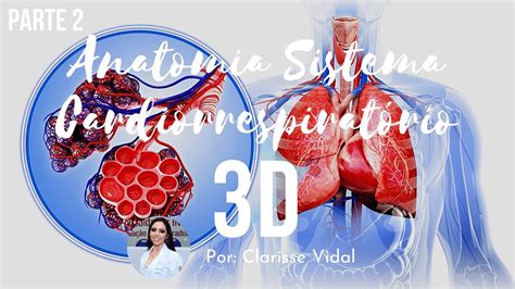 Anatomia D Do Sistema Cardiorrespirat Rio Parte Clarisse Vidal Youtube