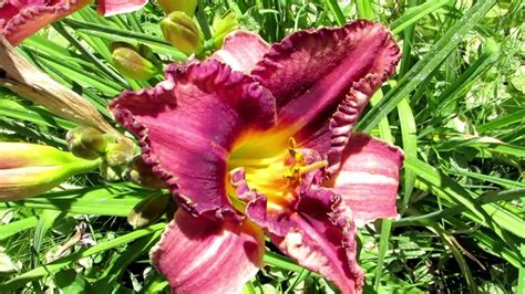 🌹💐my Beautiful Flower Gardens Of Hydrangeaspurple Coneflowerstiger Lily And More 782018💐🌹
