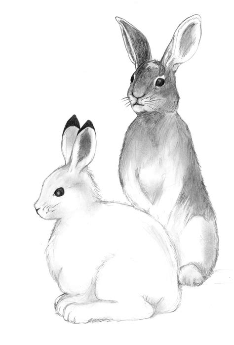 Colormorphs Of Snowshoe Hares By Lacie Lady Lynx On Deviantart