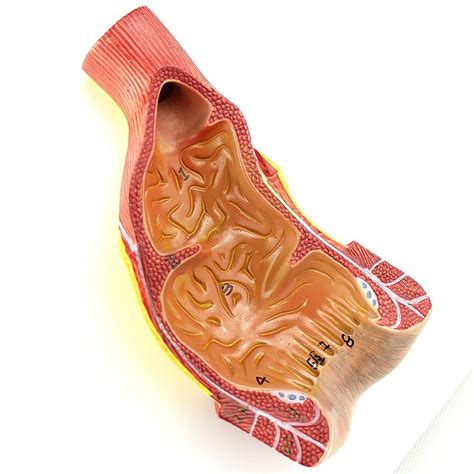 Buy Human Rectum Anal Canal And Anus Structure Anatomical Model